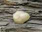 Hamis pöfeteg (Reticularia lycoperdon), Duna-part